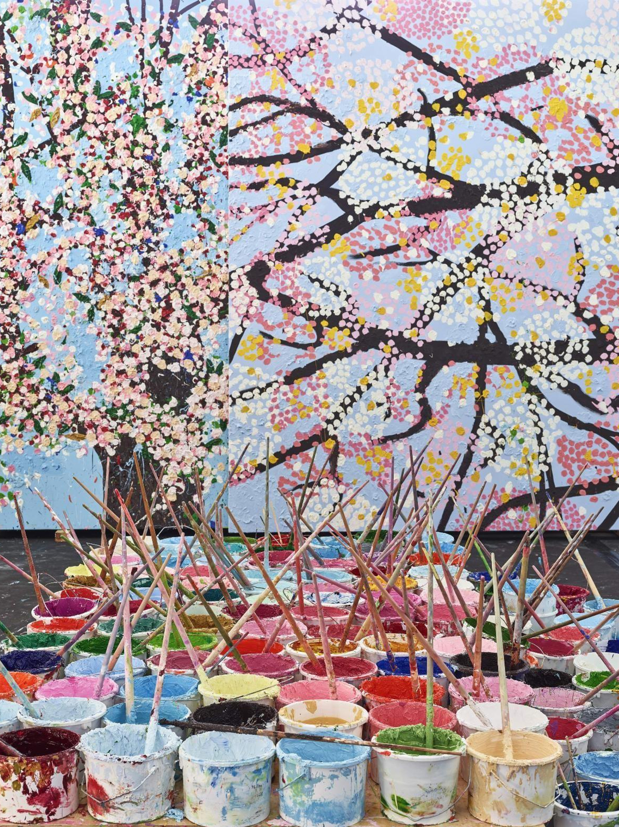 Cherry Blossoms - A - 이미지 6