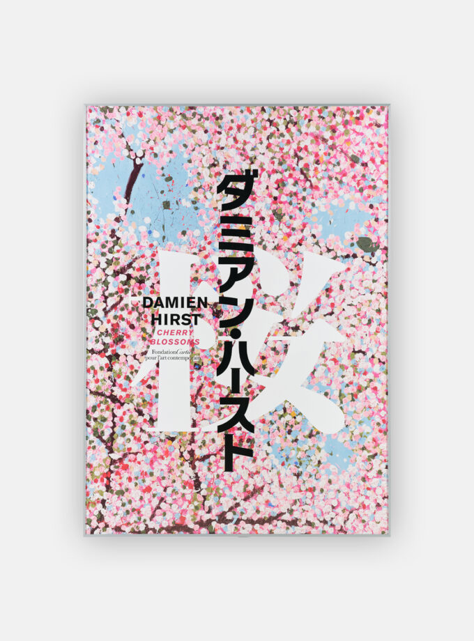 Cherry Blossoms - A